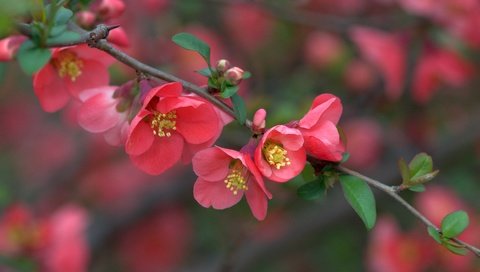 Обои ветка, цветение, макро, весна, цветки, айва, branch, flowering, macro, spring, flowers, quince разрешение 3600x2402 Загрузить