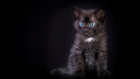 Обои котенок, черный, малыш, kitty, black, baby разрешение 2400x1600 Загрузить