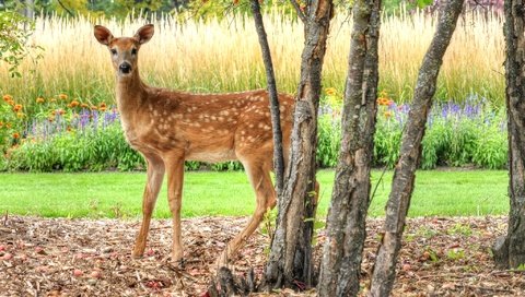 Обои глаза, олень, косуля, eyes, deer, roe разрешение 2048x1320 Загрузить