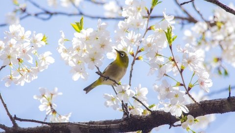 Обои ветка, дерево, весна, вишня, сакура, птичка, японская, белоглазка, branch, tree, spring, cherry, sakura, bird, japanese, white-eyed разрешение 2048x1356 Загрузить