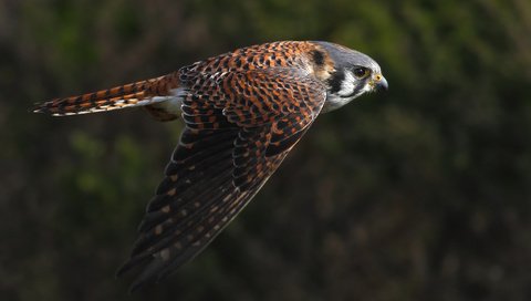 Обои полет, крылья, птица, взмах, пустельга, flight, wings, bird, stroke, kestrel разрешение 2048x1365 Загрузить