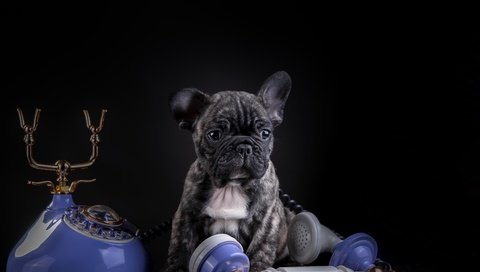 Обои собака, щенок, телефон, французский бульдог, dog, puppy, phone, french bulldog разрешение 5157x3323 Загрузить