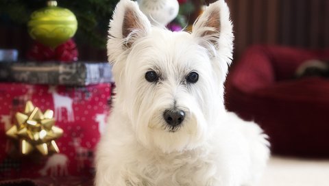 Обои взгляд, собака, вест-хайленд-уайт-терьер, look, dog, the west highland white terrier разрешение 2048x1479 Загрузить