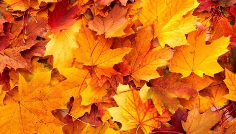 Обои природа, листья, осень, nature, leaves, autumn разрешение 2880x1800 Загрузить