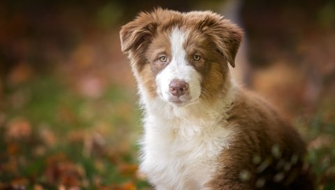 Обои взгляд, собака, щенок, австралийская овчарка, аусси, look, dog, puppy, australian shepherd, aussie разрешение 2048x1365 Загрузить