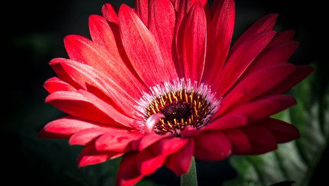 Обои макро, лепестки, гербера, macro, petals, gerbera разрешение 2048x1508 Загрузить