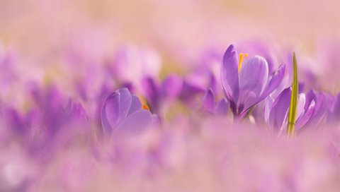 Обои цветы, природа, весна, крокусы, боке, flowers, nature, spring, crocuses, bokeh разрешение 2048x1365 Загрузить