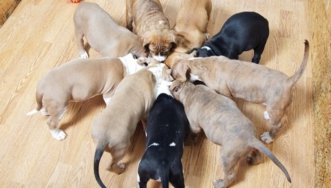 Обои щенки, щенка, песики, собаки, хвостики, кушают, puppies, puppy, dogs, tails, eat разрешение 2880x2122 Загрузить