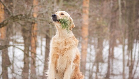 Обои собака, золотистый ретривер, cобака, dog, golden retriever разрешение 3752x2512 Загрузить