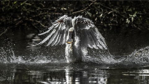 Обои вода, чёрно-белое, крылья, птица, колпица, water, black and white, wings, bird, spoonbill разрешение 2047x1100 Загрузить