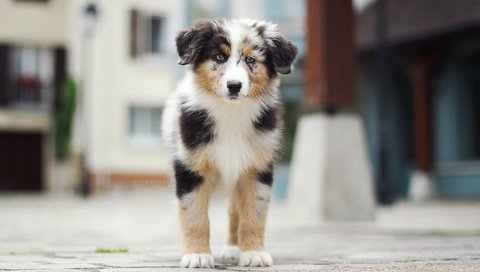 Обои взгляд, щенок, австралийская овчарка, аусси, marlow, : собака, juliette plus, look, puppy, australian shepherd, aussie, : dog разрешение 5472x3648 Загрузить