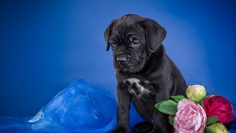 Обои цветы, щенок, ткань, кане-корсо, flowers, puppy, fabric, cane corso разрешение 3300x2219 Загрузить