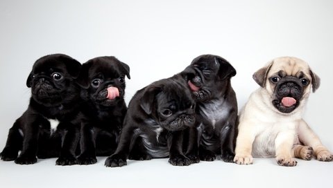 Обои щенки, милые, мопсы, puppies, cute, pugs разрешение 3700x2055 Загрузить