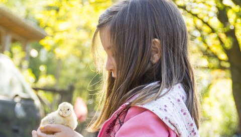 Обои девочка, ребенок, нежность, цыплёнок, girl, child, tenderness, chicken разрешение 2048x1365 Загрузить