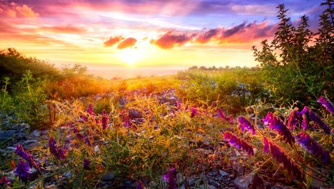 Обои небо, облака, поле, луг, дицентра, расссвет, the sky, clouds, field, meadow, the bleeding heart, rassvet разрешение 3428x2285 Загрузить