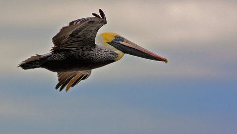 Обои полет, крылья, птица, клюв, пеликан, flight, wings, bird, beak, pelican разрешение 1920x1179 Загрузить