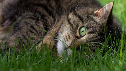 Обои трава, кот, мордочка, кошка, взгляд, зеленые глаза, полосатый, grass, cat, muzzle, look, green eyes, striped разрешение 2048x1365 Загрузить