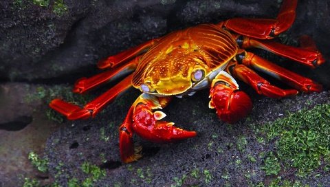 Обои камни, макро, темный фон, краб, клешни, stones, macro, the dark background, crab, claws разрешение 2000x1500 Загрузить