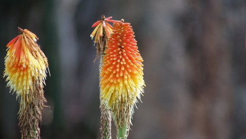 Обои цветок, африка, лилия, факель, книфофия, flower, africa, lily, fakel, kniphofia разрешение 3264x2448 Загрузить