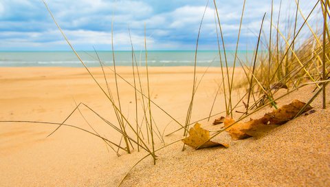 Обои трава, природа, макро, море, песок, пляж, лист, песка, sunshine, grass, nature, macro, sea, sand, beach, sheet разрешение 1920x1200 Загрузить