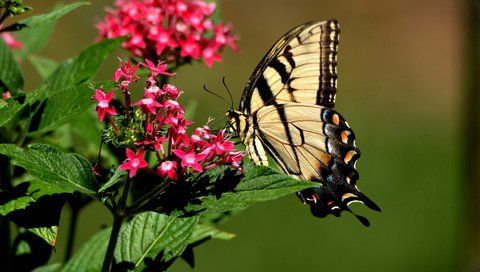 Обои фон, бабочка, background, butterfly разрешение 1920x1200 Загрузить