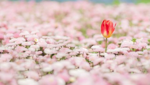 Обои цветы, природа, весна, тюльпан, маргаритки, flowers, nature, spring, tulip, daisy разрешение 2048x1136 Загрузить