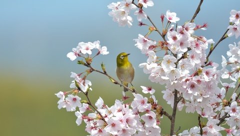 Обои ветки, птица, клюв, перья, сакура, японская, белоглазка, branches, bird, beak, feathers, sakura, japanese, white-eyed разрешение 2048x1365 Загрузить