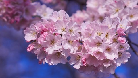 Обои дерево, весна, розовый, вишня, сакура, tree, spring, pink, cherry, sakura разрешение 2400x1523 Загрузить