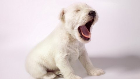 Обои фон, собака, щенок, силихем-терьер, background, dog, puppy, the sealyham terrier разрешение 1920x1212 Загрузить