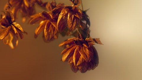 Обои свет, природа, макро, осень, осен, легкие, dried flowers, сухоцветы, light, nature, macro, autumn, the dried flowers разрешение 2048x1227 Загрузить