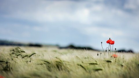 Обои небо, поле, лето, маки, колосья, пшеница, the sky, field, summer, maki, ears, wheat разрешение 2560x1440 Загрузить