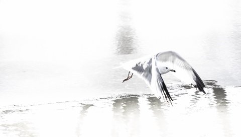 Обои природа, полет, чайка, птица, nature, flight, seagull, bird разрешение 2048x1305 Загрузить