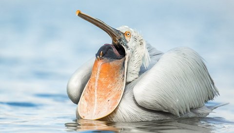 Обои природа, птица, пеликан, nature, bird, pelican разрешение 1920x1243 Загрузить