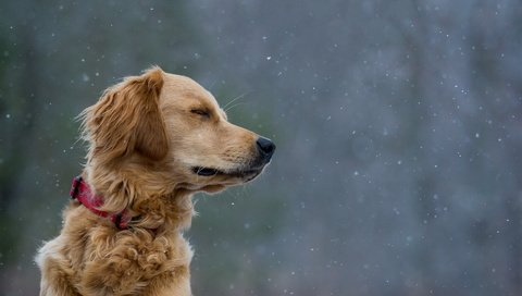 Обои взгляд, собака, друг, ошейник, look, dog, each, collar разрешение 1920x1080 Загрузить