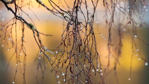 Обои макро, ветки, капли, осень, дождь, солнечный свет, ветками, macro, branches, drops, autumn, rain, sunlight разрешение 2048x1365 Загрузить