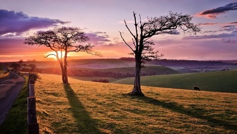 Обои дорога, дерево, закат, овца, road, tree, sunset, sheep разрешение 2048x1109 Загрузить