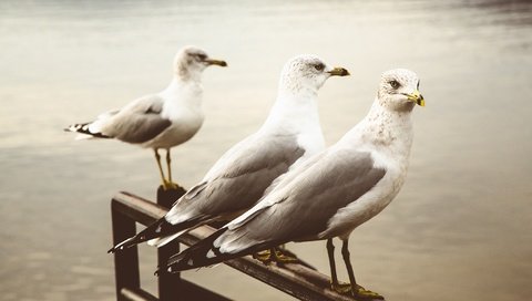 Обои фон, чайка, птицы, клюв, перья, чайки, background, seagull, birds, beak, feathers, seagulls разрешение 2048x1365 Загрузить