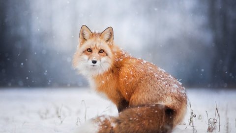 Обои снег, зима, лиса, лисица, snow, winter, fox разрешение 2048x1365 Загрузить