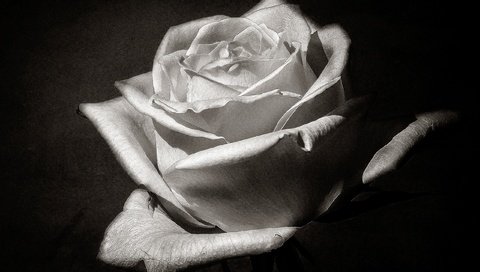 Обои макро, цветок, роза, лепестки, чёрно-белое, бутон, macro, flower, rose, petals, black and white, bud разрешение 2560x1633 Загрузить