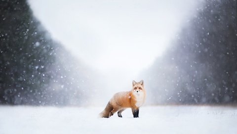 Обои снег, природа, зима, лиса, лисица, snow, nature, winter, fox разрешение 2048x1365 Загрузить