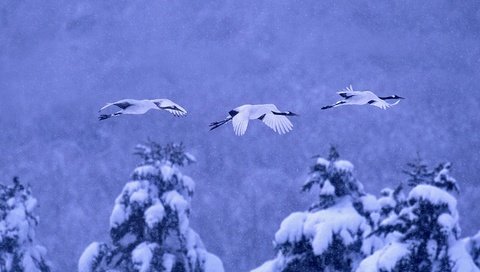 Обои природа, зима, птицы, журавль, японский, nature, winter, birds, crane, japanese разрешение 1920x1080 Загрузить