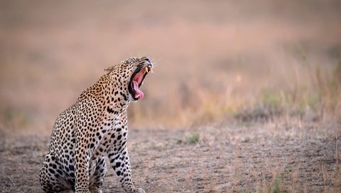 Обои фон, леопард, зубы, язык, пасть, зевает, background, leopard, teeth, language, mouth, yawns разрешение 2500x1664 Загрузить