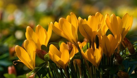 Обои цветы, весна, желтые, крокусы, шафран, flowers, spring, yellow, crocuses, saffron разрешение 5906x3937 Загрузить