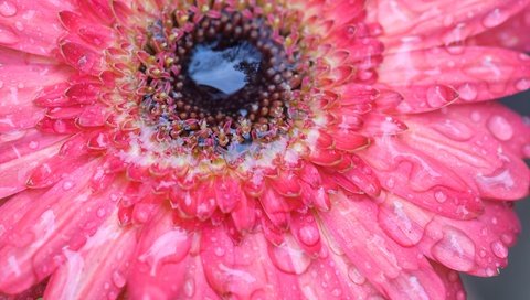 Обои вода, цветок, роса, капли, лепестки, гербера, water, flower, rosa, drops, petals, gerbera разрешение 2048x1360 Загрузить