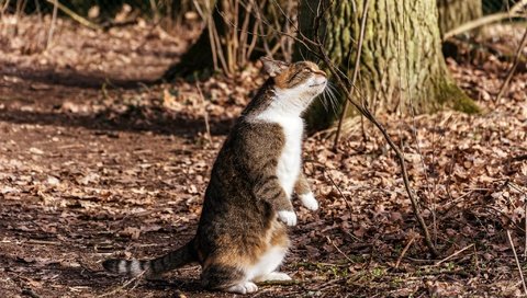 Обои природа, фон, мордочка, кошка, осень, лапки, nature, background, muzzle, cat, autumn, legs разрешение 2048x1365 Загрузить