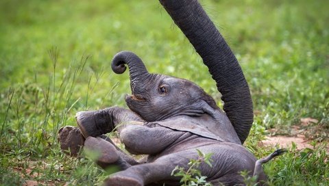 Обои слон, африка, хобот, слоненок, замбия, african wildlife, baby elephant, elephant, africa, trunk, zambia разрешение 1999x1346 Загрузить