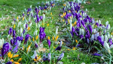 Обои цветы, трава, весна, крокусы, flowers, grass, spring, crocuses разрешение 3600x2270 Загрузить