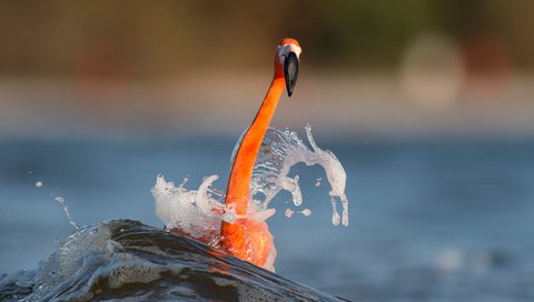 Обои вода, море, фламинго, размытость, птица, животное, шея, ray hennessy, water, sea, flamingo, blur, bird, animal, neck разрешение 3009x2003 Загрузить