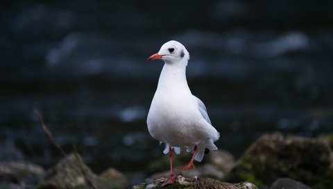 Обои природа, камни, чайка, птица, nature, stones, seagull, bird разрешение 4896x3264 Загрузить