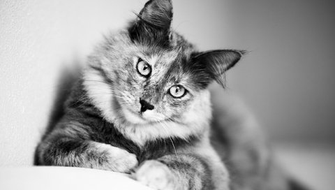 Обои глаза, животные, кот, кошка, взгляд, чёрно-белое, мейн-кун, eyes, animals, cat, look, black and white, maine coon разрешение 2560x1709 Загрузить